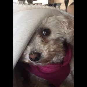 Meet your Posher, Erin